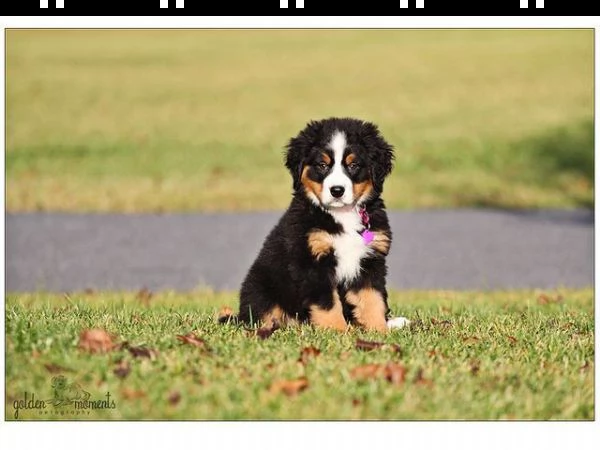 fantastici cuccioli di bovaro del bernese