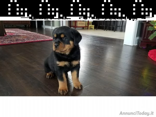 vendo cuccioli di rottweiler