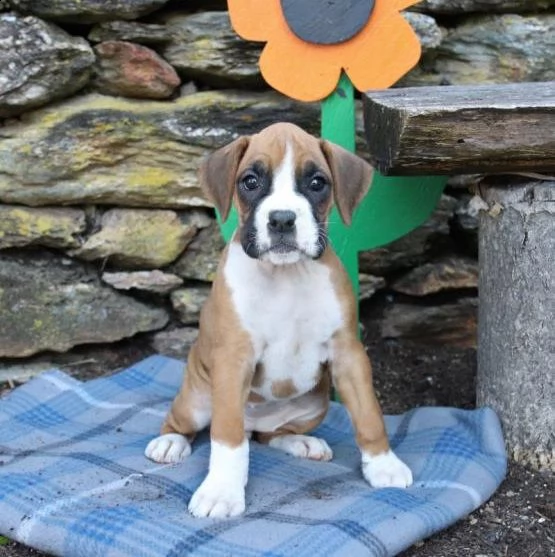 adorabili cuccioli di boxer  pronti per l'adozione