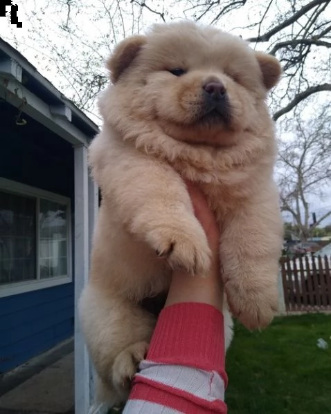 adorabili cuccioli di chow chow impostati per l'adozione