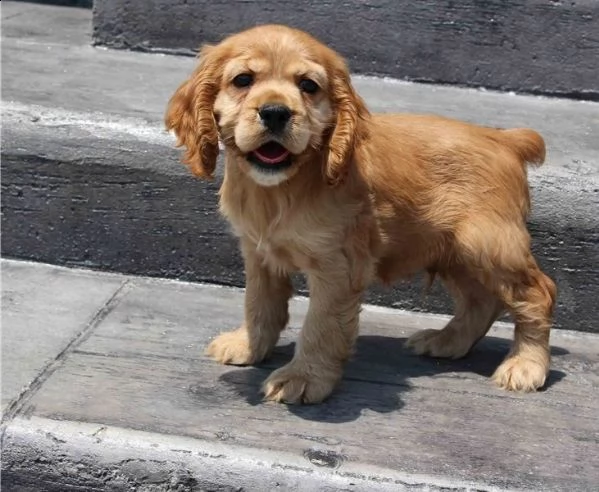  adorabili cuccioli di cocker spaniel pronti per l'adozione