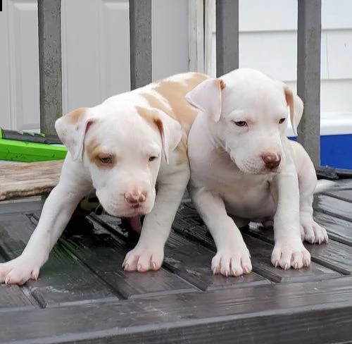 regalo bellissimi maschi e femmine pitbull cuccioli