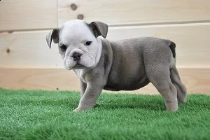 regalo bulldog inglese cuccioli con pedigree