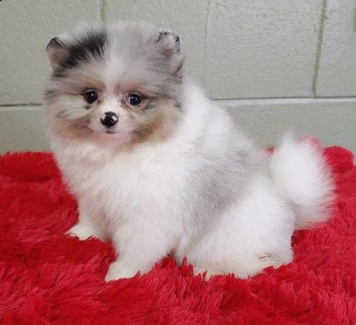 regalo pomerania cuccioli (maschio e femmina)