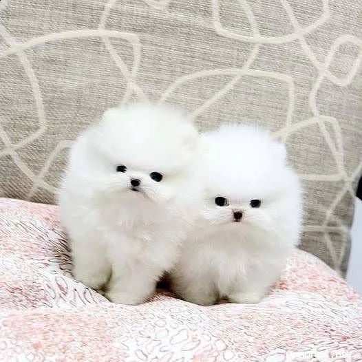 vendita cucciolo pomerania