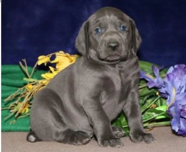 cuccioli di weimaraner per adozione