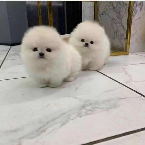 pomerania nano