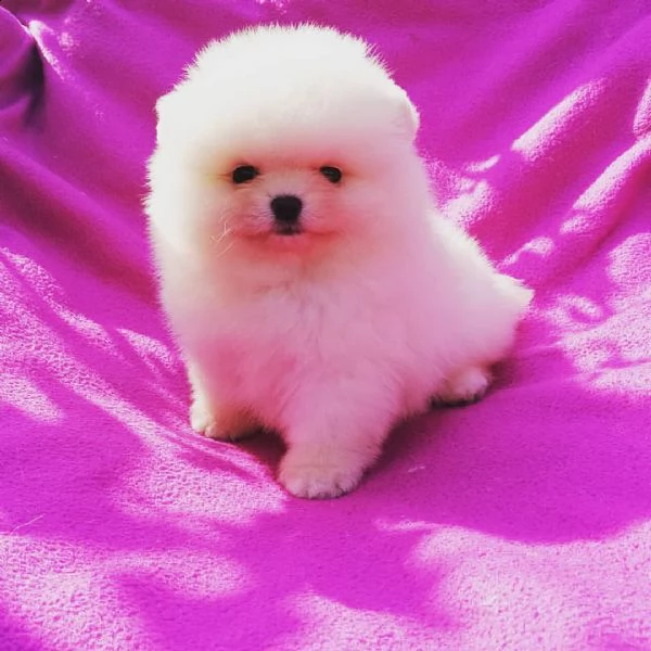 pomerania nano