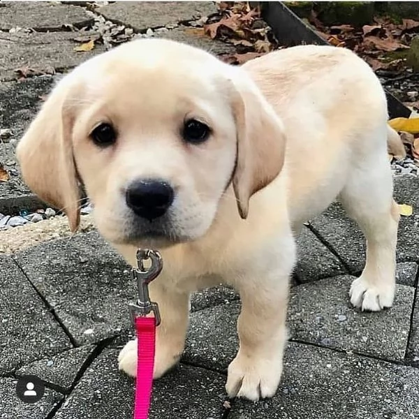  regalo labrador james cuccioli meravigliosi ! 