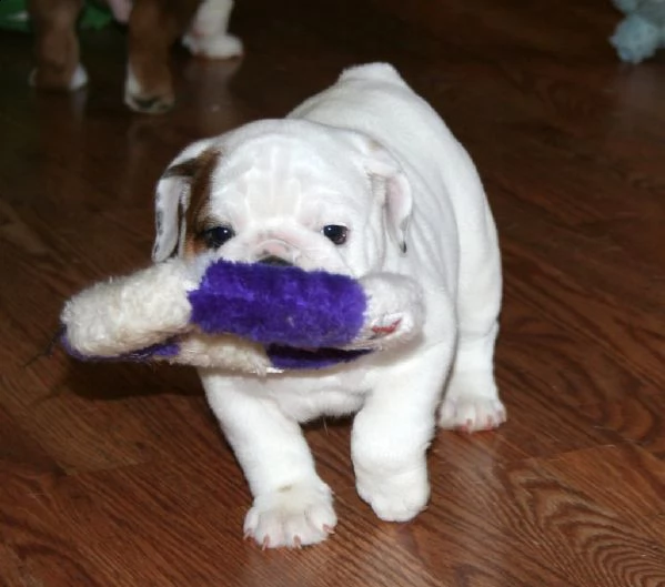  stupendi cuccioli d bulldog inglese | Foto 2