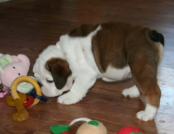  stupendi cuccioli d bulldog inglese | Foto 1