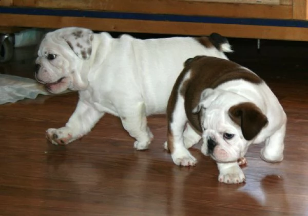  stupendi cuccioli d bulldog inglese | Foto 0