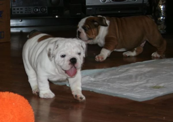  stupendi cuccioli d bulldog inglese