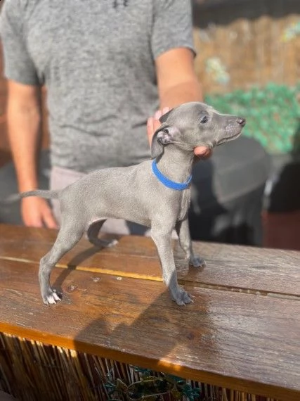 cuccioli levriero italiano blue