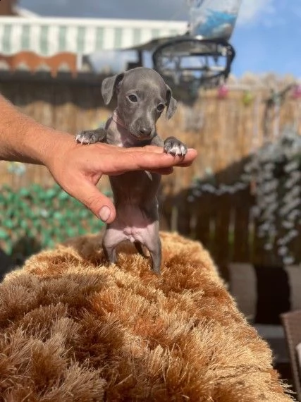 cuccioli levriero italiano blue | Foto 0