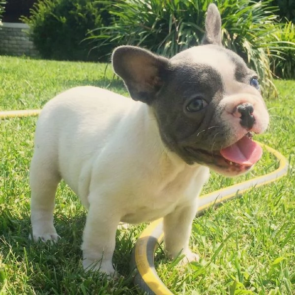 adorabili cari francesi | Foto 1