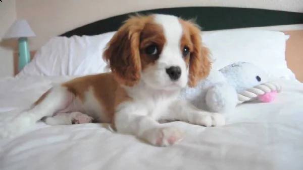 adorali cuccioli di cavalier king