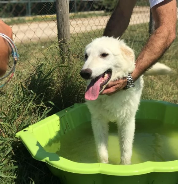 Nella e Lena cucciole maremmano