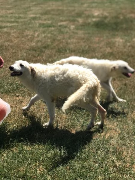 Nella e Lena cucciole maremmano | Foto 4