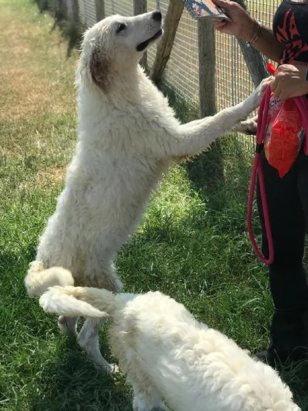 Nella e Lena cucciole maremmano | Foto 2