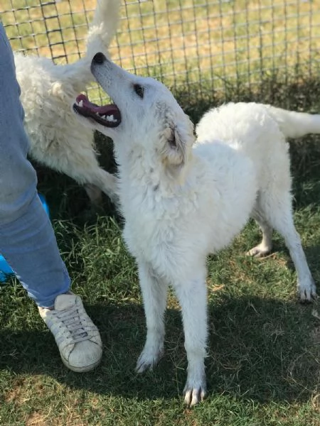 Nella e Lena cucciole maremmano | Foto 0