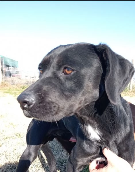 Fumo, giovanisimo adorabile derivato labrador | Foto 4