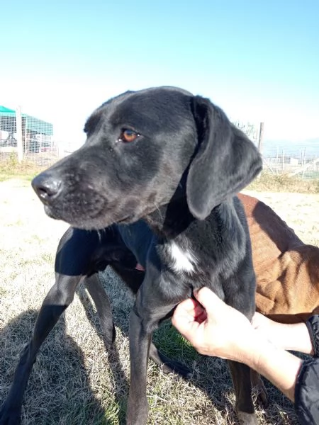 Fumo, giovanisimo adorabile derivato labrador | Foto 1