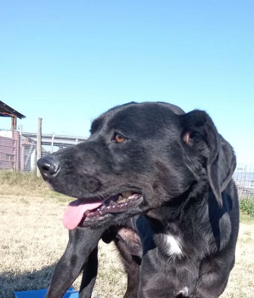 Fumo, giovanisimo adorabile derivato labrador | Foto 0