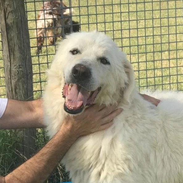 CLAUDIANO Il maremmano in adozione | Foto 1