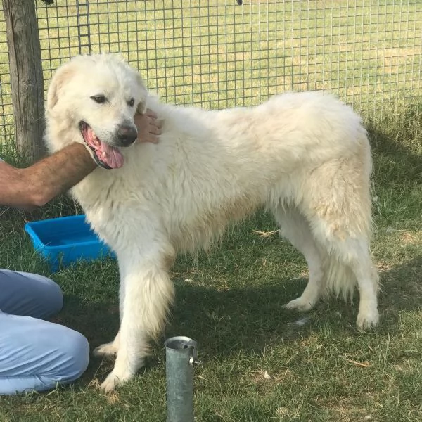 CLAUDIANO Il maremmano in adozione | Foto 0