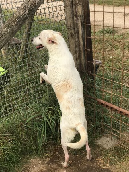 Tilla, simpatica cagnolina a pois | Foto 6