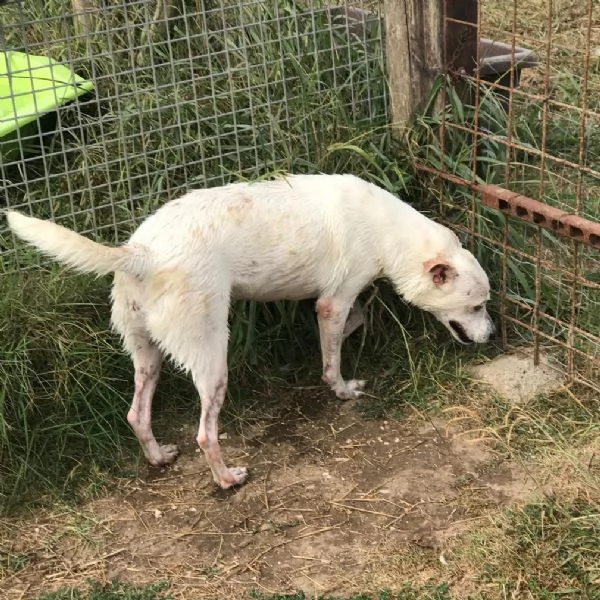 Tilla, simpatica cagnolina a pois | Foto 4