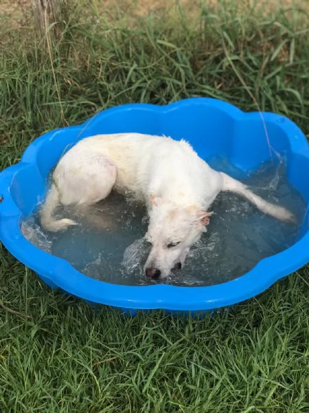 Tilla, simpatica cagnolina a pois | Foto 3