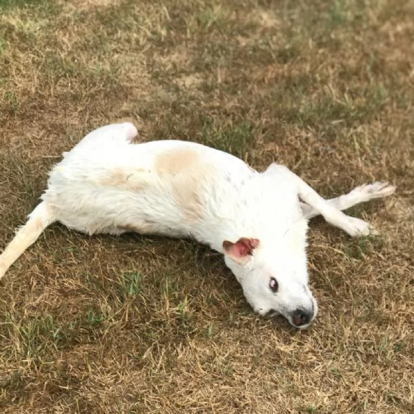 Tilla, simpatica cagnolina a pois | Foto 2