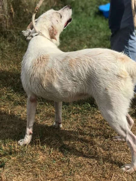 Tilla, simpatica cagnolina a pois | Foto 1