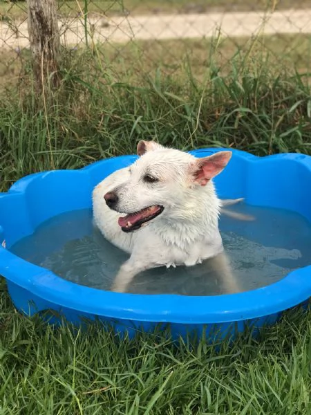 Tilla, simpatica cagnolina a pois | Foto 0