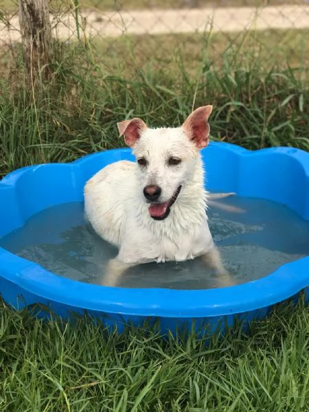 Tilla, simpatica cagnolina a pois