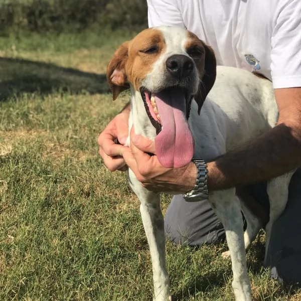 PUCK, bretoncino bianco/arancio in adozione | Foto 3