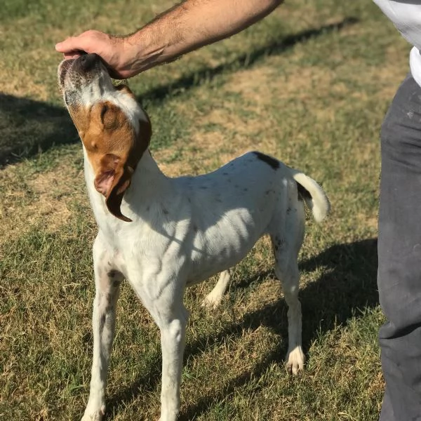 PUCK, bretoncino bianco/arancio in adozione | Foto 1