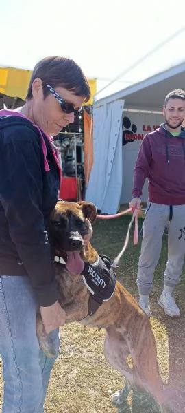     Runa mix boxer – corso meritaunafamiglia tutta sua | Foto 5