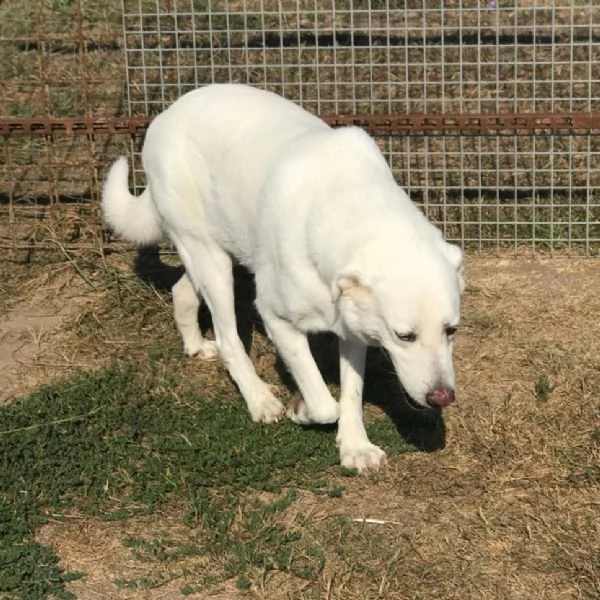 Help per COMMODO derivato labrador  | Foto 4