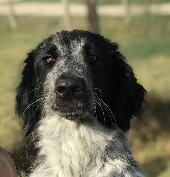 Cucciolona Cenerella, dolce pointerina  | Foto 4