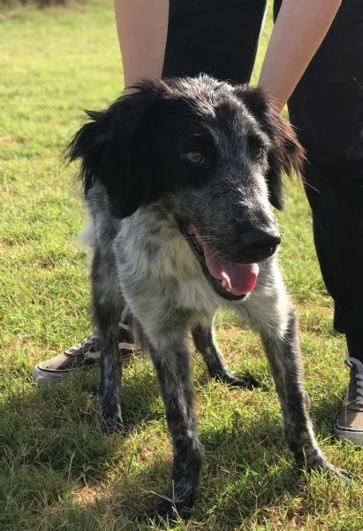 Cucciolona Cenerella, dolce pointerina  | Foto 3