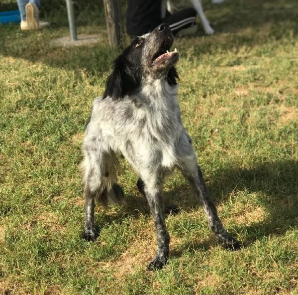 Cucciolona Cenerella, dolce pointerina  | Foto 2