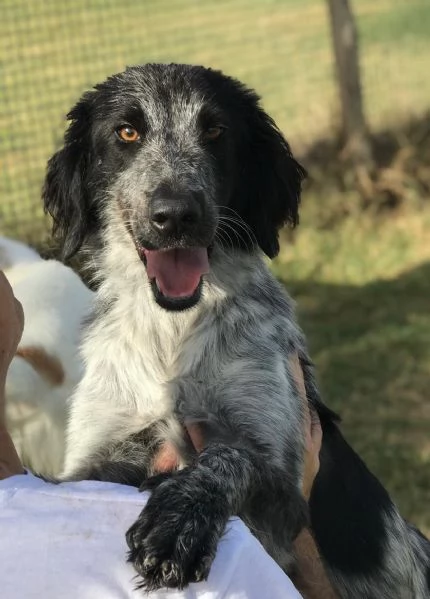 Cucciolona Cenerella, dolce pointerina 