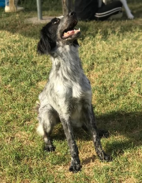 Cucciolona Cenerella, dolce pointerina  | Foto 0