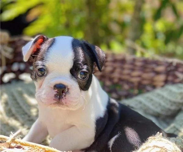 adorabili cuccioli di boston terrier predisposti per l'adozione