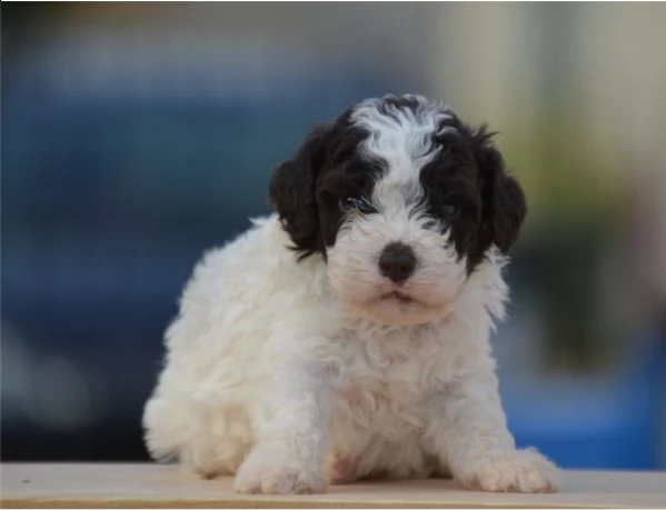 regalo lagotto romagnolo cuccioli meravigliosi ! 