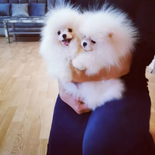 nano volpino di pomerania