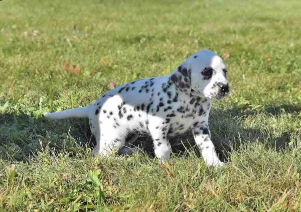 meravigliosa cucciolata di dalmata